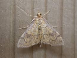 Attēlu rezultāti vaicājumam “Anania stachydalis”