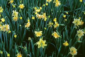 Attēlu rezultāti vaicājumam “Narcissus leaf”