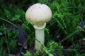 Attēlu rezultāti vaicājumam “Rozites caperata”