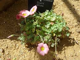 Attēlu rezultāti vaicājumam “Oxalidaceae”