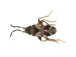 Attēlu rezultāti vaicājumam “Scolopostethus thomsoni”