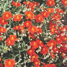 Attēlu rezultāti vaicājumam “Helianthemum x hybridum flower”