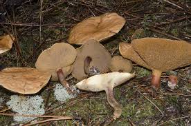 Attēlu rezultāti vaicājumam “Suillus bovinus”