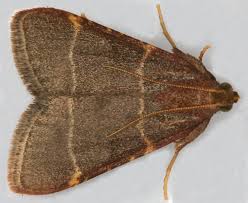 Attēlu rezultāti vaicājumam “Hypsopygia glaucinalis”