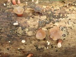 Attēlu rezultāti vaicājumam “Cudoniella clavus”