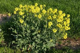 Attēlu rezultāti vaicājumam “Brassica napus flower”