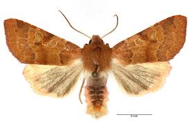 Attēlu rezultāti vaicājumam “Agrochola helvola”