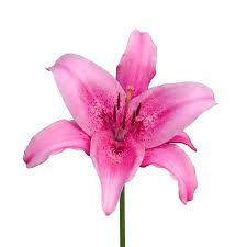 Image result for Lilie