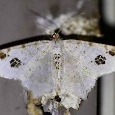 Attēlu rezultāti vaicājumam “Macaria notata”