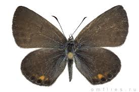 Attēlu rezultāti vaicājumam “Vacciniina optilete”