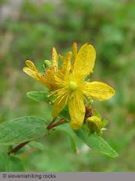 Attēlu rezultāti vaicājumam “Hypericum maculatum”