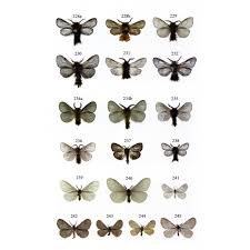 Attēlu rezultāti vaicājumam “Psychidae”