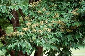 Attēlu rezultāti vaicājumam “Phellodendron amurense flower”