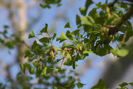 Attēlu rezultāti vaicājumam “Ginkgo biloba male flower”