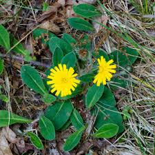 Image result for Hieracium pilosella