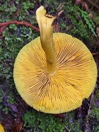 Attēlu rezultāti vaicājumam “Tricholomopsis decora”