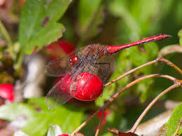 Attēlu rezultāti vaicājumam “Sympetrum sanguineum male”