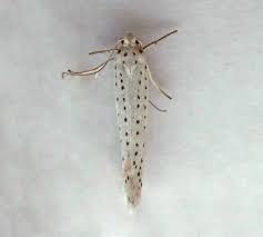 Attēlu rezultāti vaicājumam “Yponomeuta evonymella”