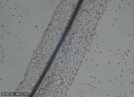 Attēlu rezultāti vaicājumam “Stemonitis axifera stalked”