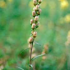 Attēlu rezultāti vaicājumam “Linaria vulgaris bud”