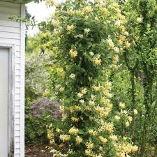 Attēlu rezultāti vaicājumam “Lonicera”