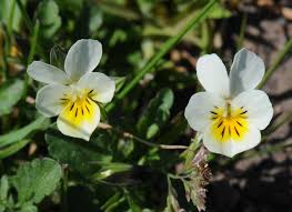 Attēlu rezultāti vaicājumam “Viola arvensis flower”