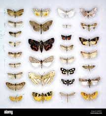 Attēlu rezultāti vaicājumam “Apomyelois bistriatella”