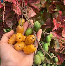 Attēlu rezultāti vaicājumam “Jovibarba globifera fruit”