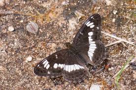 Attēlu rezultāti vaicājumam “Limenitis camilla underside”