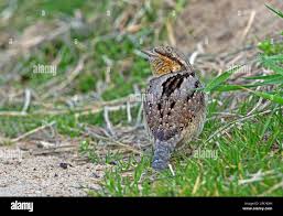 Attēlu rezultāti vaicājumam “Jynx torquilla adult”