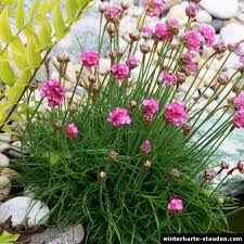 Image result for Grasnelke