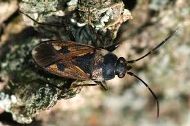 Image result for Rhyparochromus