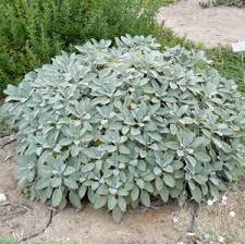 Image result for Salvia officinalis