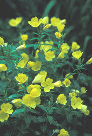 Attēlu rezultāti vaicājumam “Oenothera rubricauli flower”