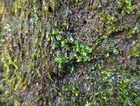 Attēlu rezultāti vaicājumam “Scapania undulata”