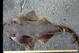 Image result for Squatina dumeril