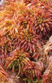 Attēlu rezultāti vaicājumam “Sphagnum austinii”