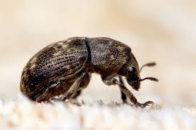 Attēlu rezultāti vaicājumam “Anthribus nebulosus”