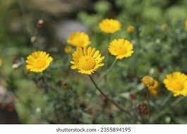 Image result for Färberkamille