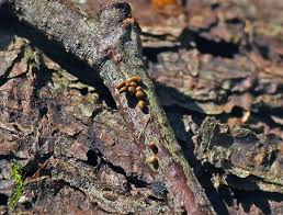 Attēlu rezultāti vaicājumam “Badhamiopsis scripta spores”