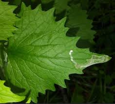 Attēlu rezultāti vaicājumam “Alliaria petiolata leaf”