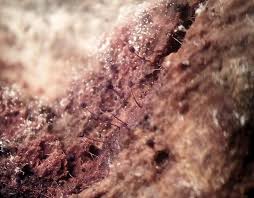 Attēlu rezultāti vaicājumam “Cribraria argillacea sessile”