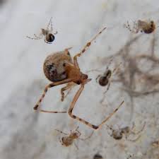 Attēlu rezultāti vaicājumam “Theridiidae”