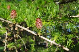 Attēlu rezultāti vaicājumam “Larix decidua var. polonica”