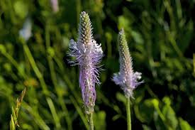 Attēlu rezultāti vaicājumam “Plantago media”