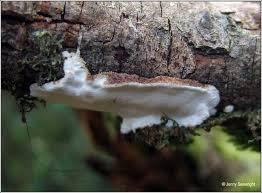 Attēlu rezultāti vaicājumam “Skeletocutis nivea”