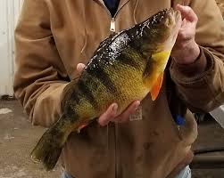 Image result for Perca flavescens