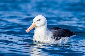 Image result for Thalassarche melanophris