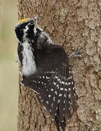 Attēlu rezultāti vaicājumam “Picoides tridactylus adult”