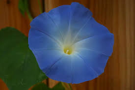 Image result for Ipomoea Heavenly Blue